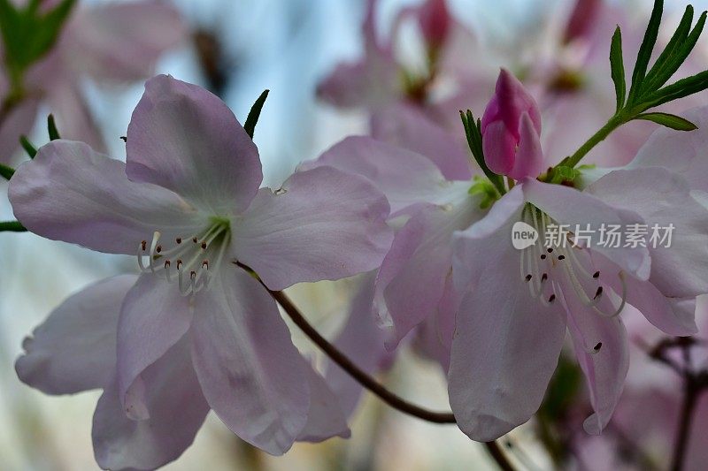 杜鹃花/皇家杜鹃花